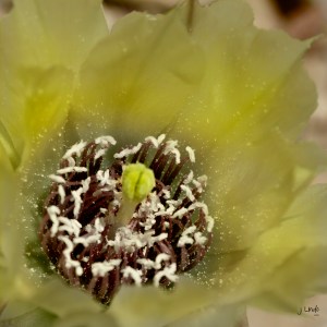 cactusflower