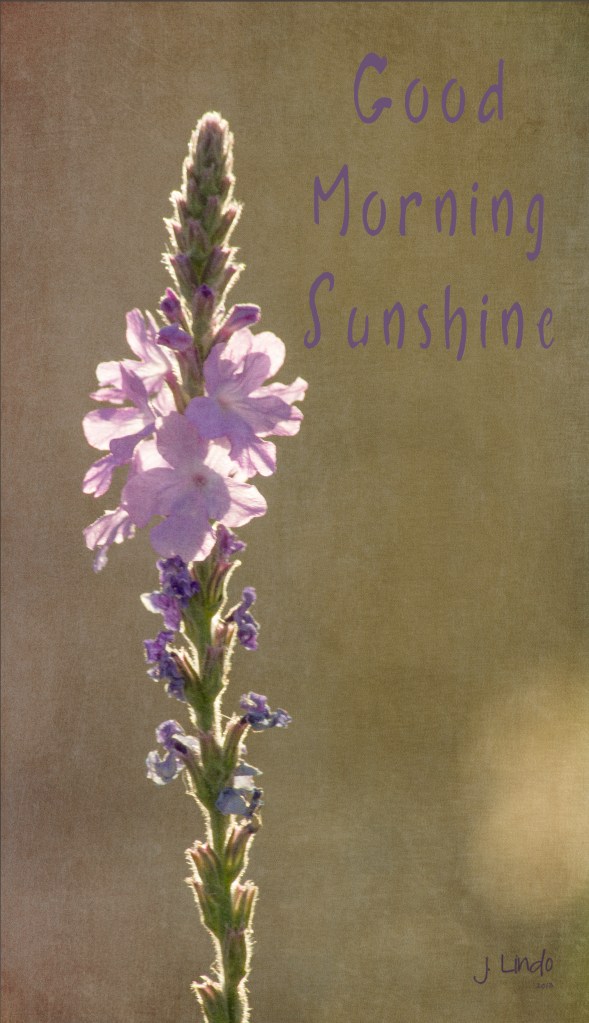 Good Morning Sunshine