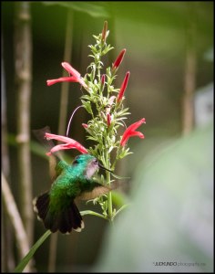 Green Throated Carib 2
