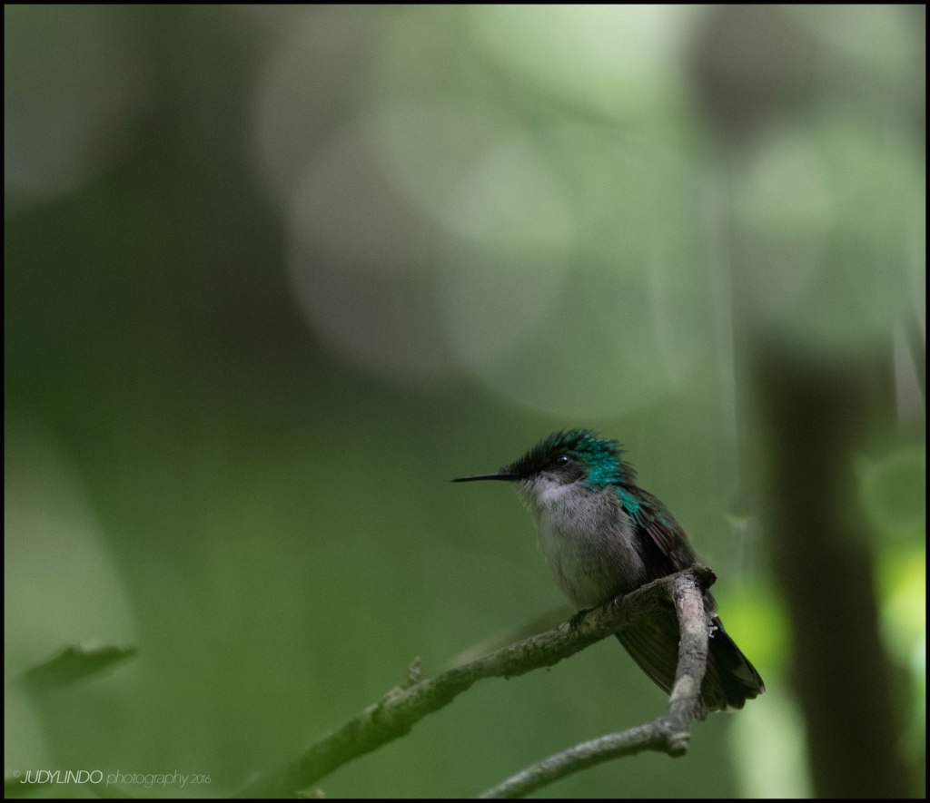 Green Throated Carib