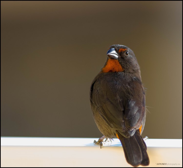 Lesser Antillean Bullfinch