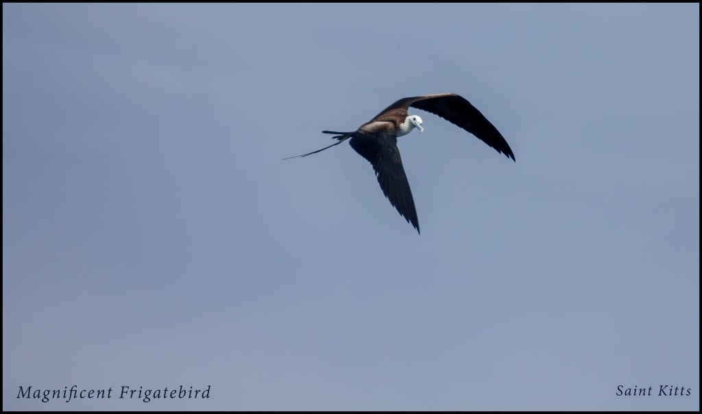 Magnificent Frigetbird