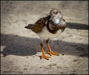 Ruddy Turnstone