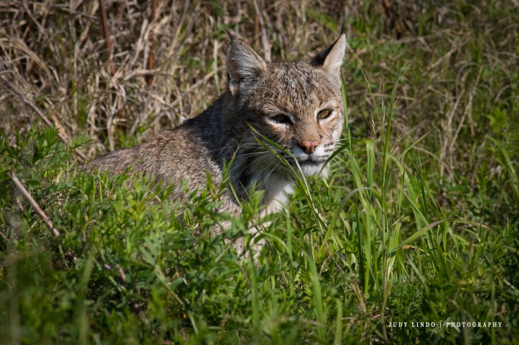 Bobcat