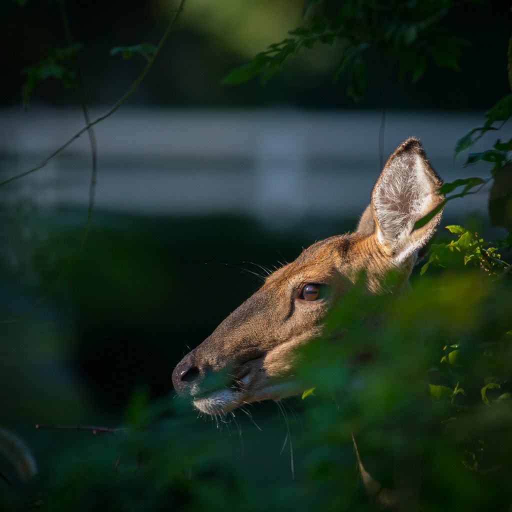 Kempf Preserve at Wading&nbsp;River