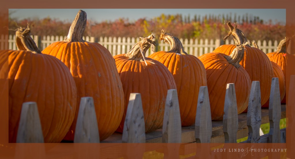 Long Island north shore farms