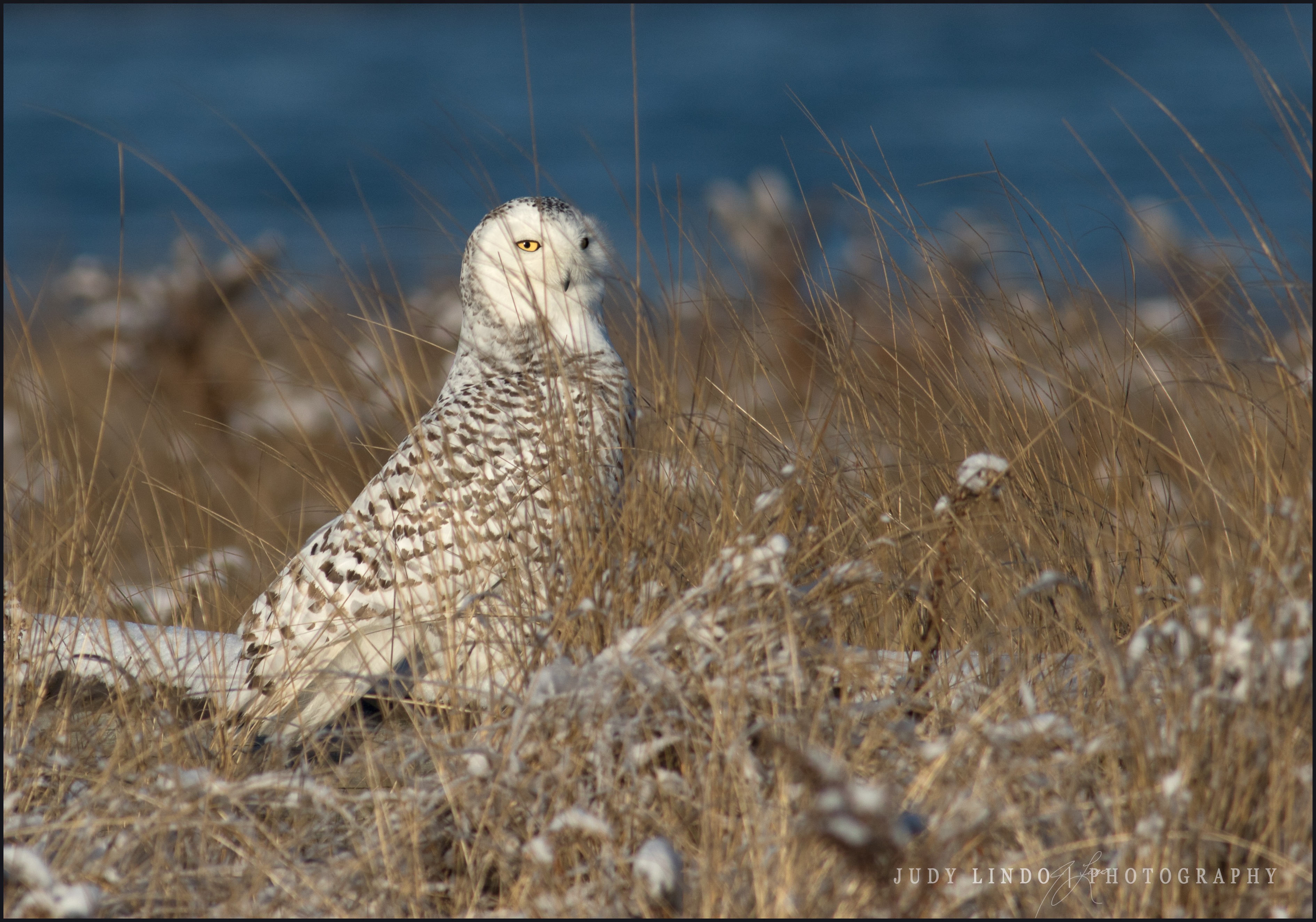 Snowy Owl
