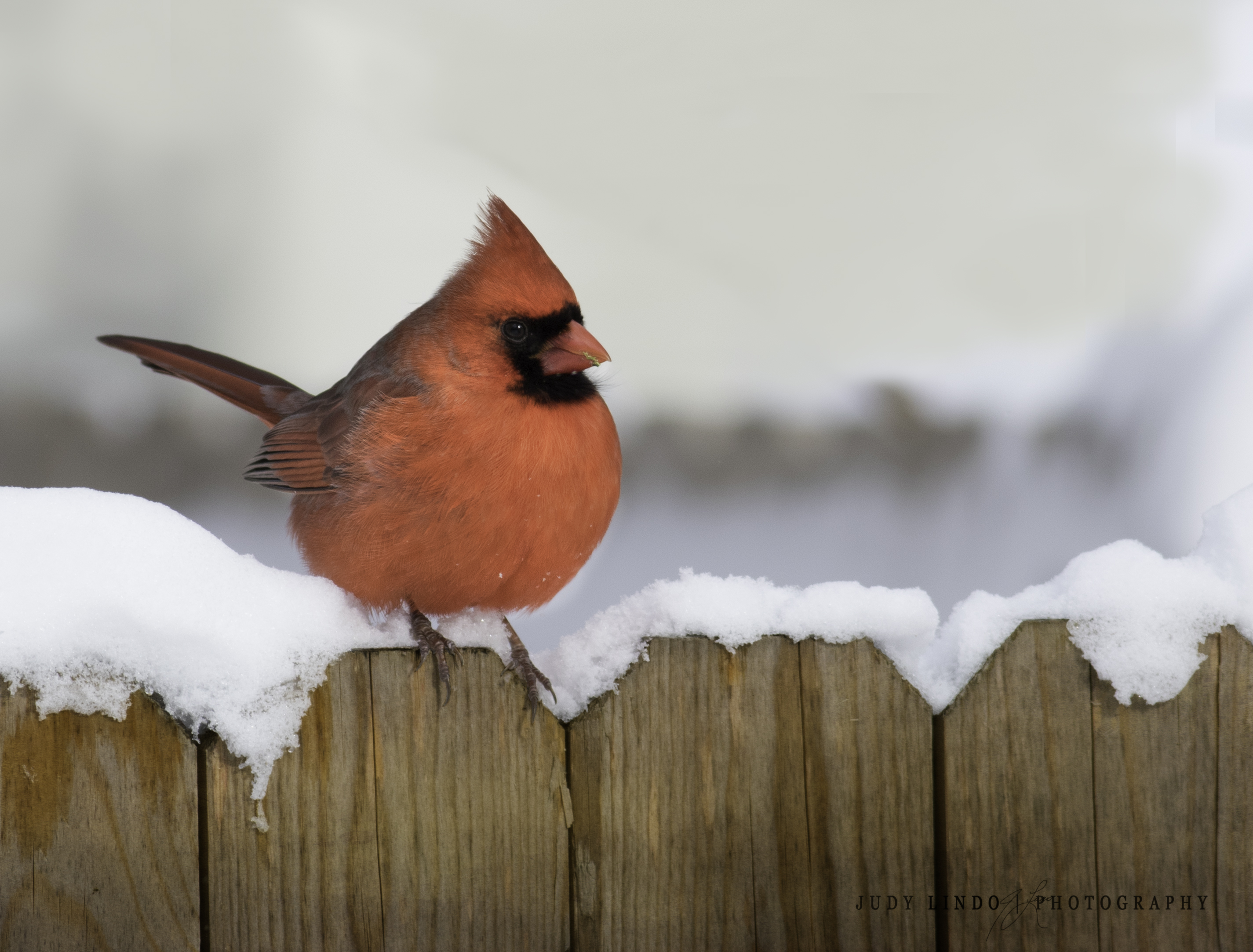 cardinal-inthe-snow