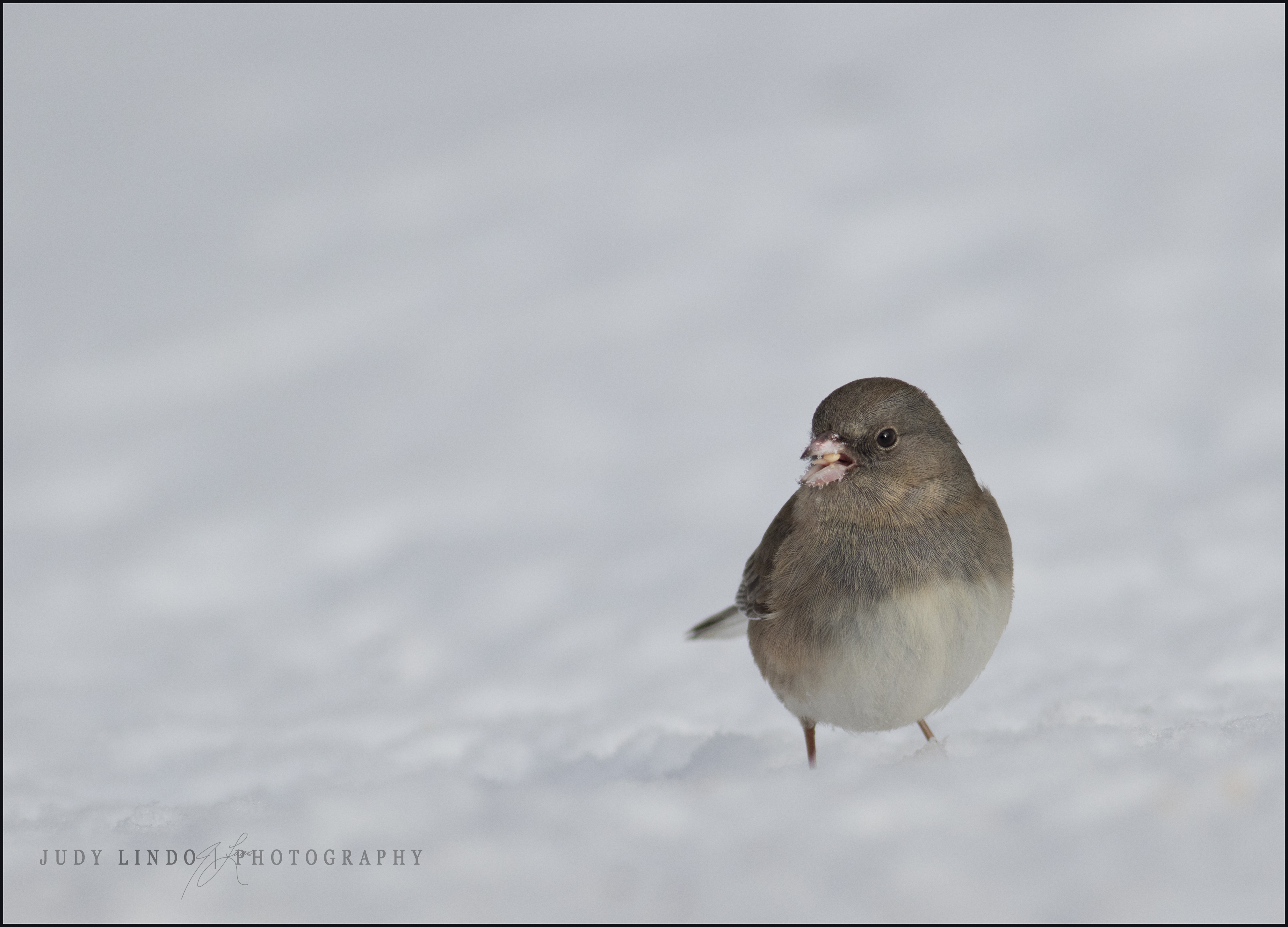 Junco