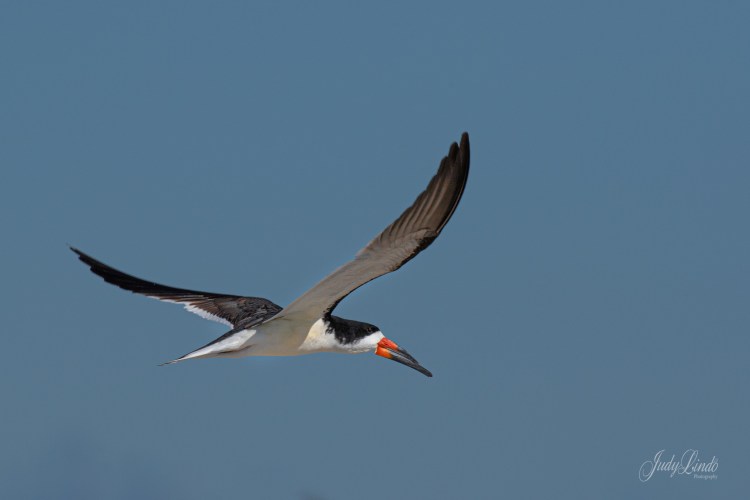 BlackSkimmer