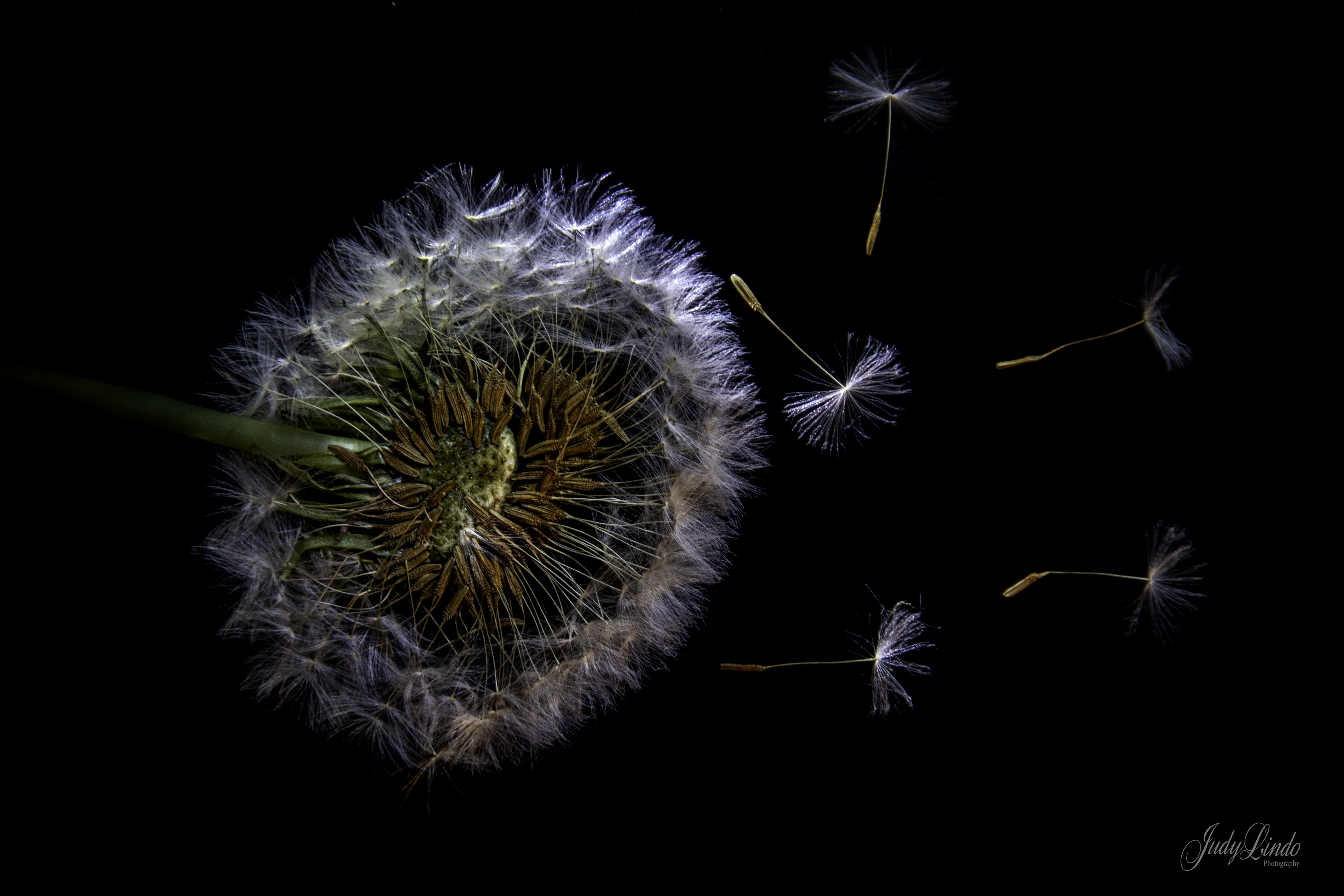 Dandilion