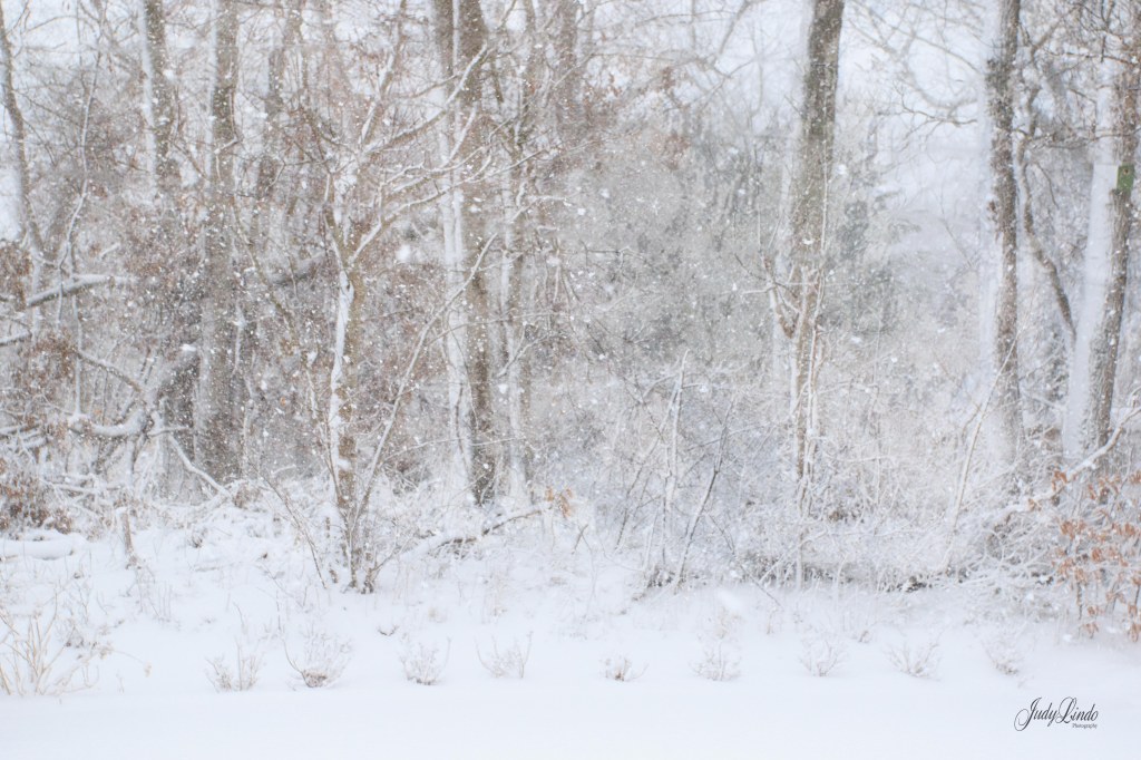 Snowy Day on Long&nbsp;Island