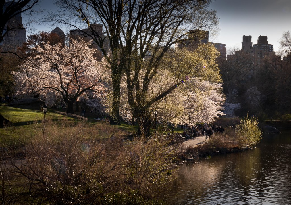 Central Park Cherry&nbsp;Blossoms